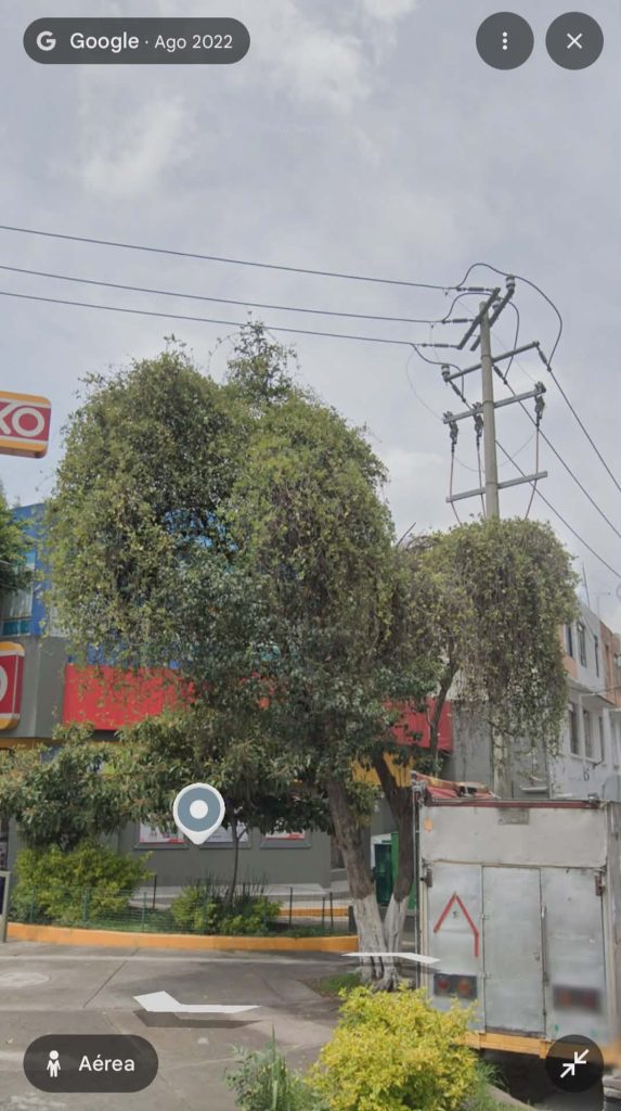 Árbol infestado de muérdago en la esquina de matamoros y paseo de la reforma