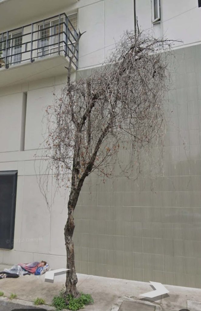 Árbol muerto con restos de muérdago en la misma esquina de matamoros y paseo de la reforma