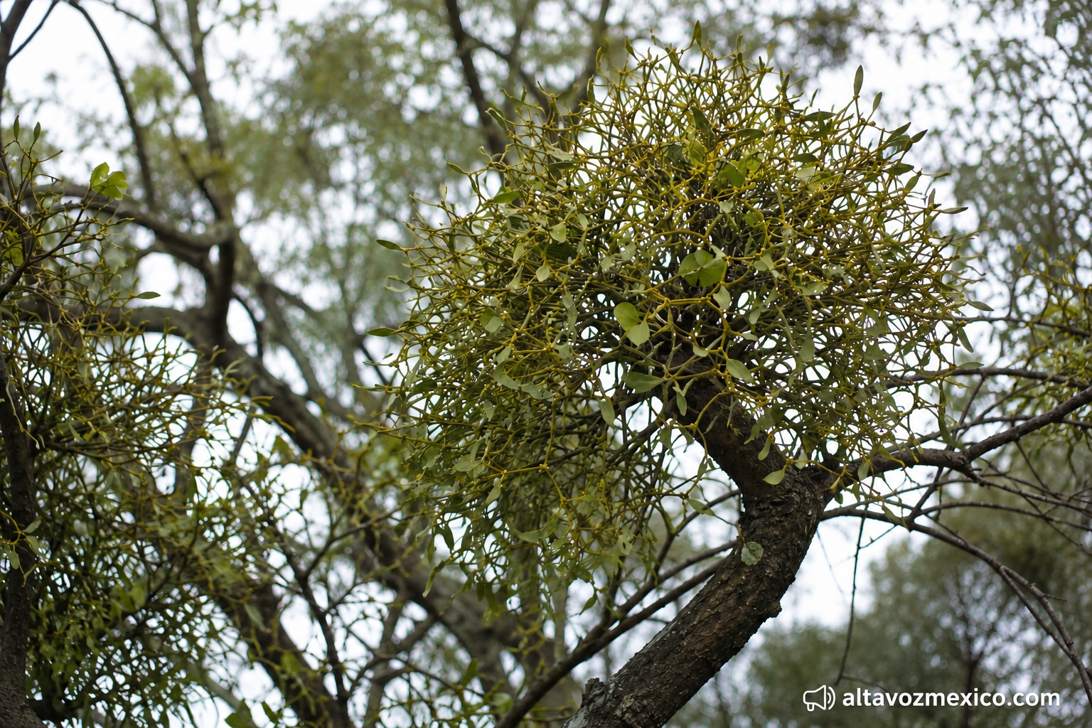 muérdago, parásito vegetal